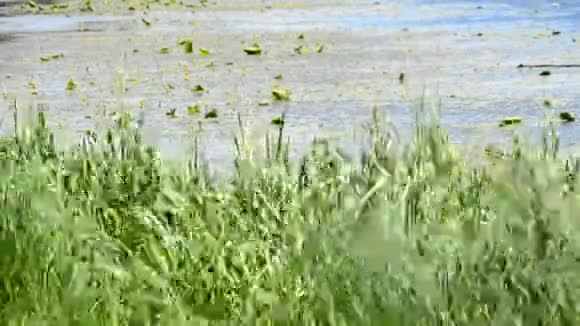 充满活力的绿色草地芦苇和草在河流或湖泊的背景下随风摇曳视频的预览图