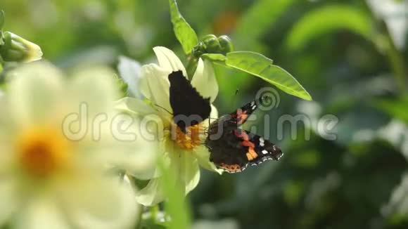 两只蝴蝶把一朵花擦亮视频的预览图