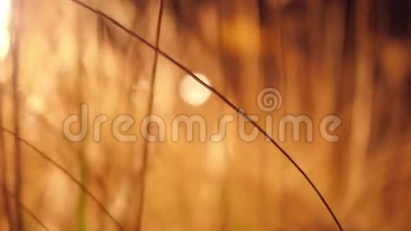 橘色干草收拢浅聚焦稳定丸4K视频视频的预览图