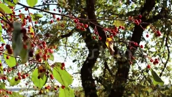 秋天的一棵树上红了视频的预览图