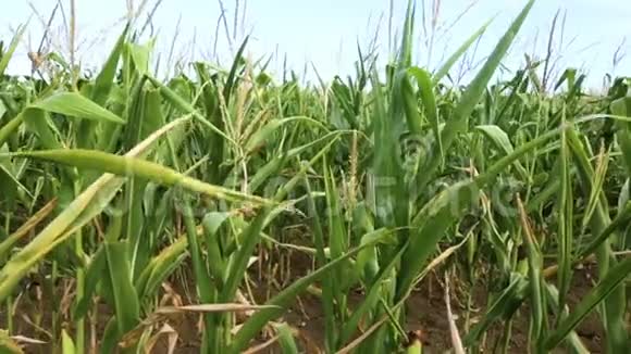 新鲜的玉米棒成熟的玉米绿田视频的预览图