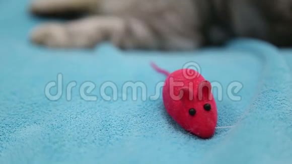 猫在玩玩具老鼠视频的预览图
