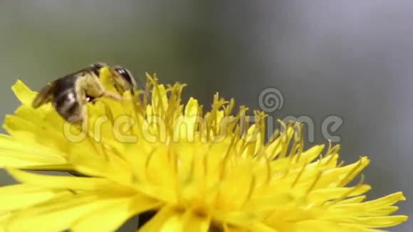 蜜蜂采蒲公英中的嫩芽视频的预览图