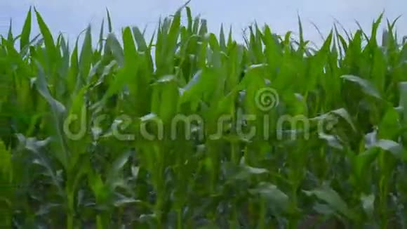 玉米田间特写在玉米地上闲逛在风中摇曳的玉米茎视频的预览图