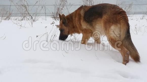 德国雪中牧羊犬视频的预览图