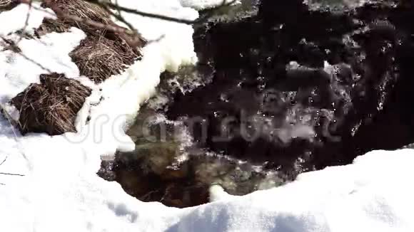 春天的森林小溪视频的预览图