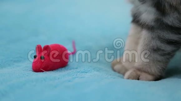 猫在玩玩具老鼠视频的预览图