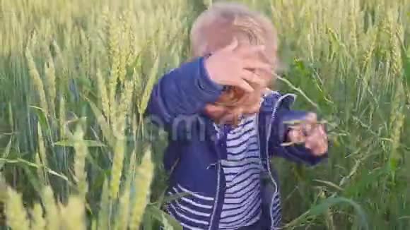 快乐的小男孩在阳光明媚的日子里带着小麦去野外小农场主的概念视频的预览图