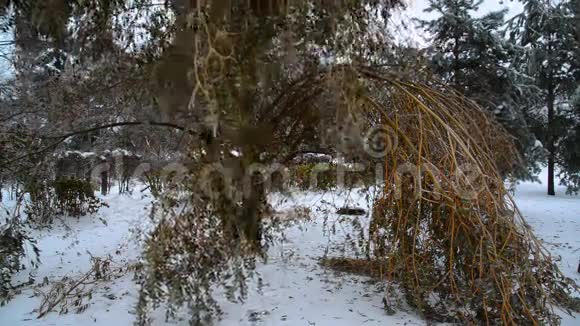 依西树枝在冰的重压下弯曲视频的预览图