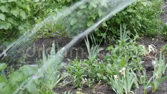 从水管里流出的一串水把春天花园里的植物灌进来视频的预览图
