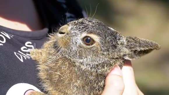 女孩正抱着一只小野毛小兔子掌中的小兔子慢动作视频的预览图