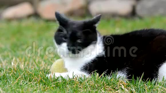 年轻的黑白猫躺在绿草中视频的预览图