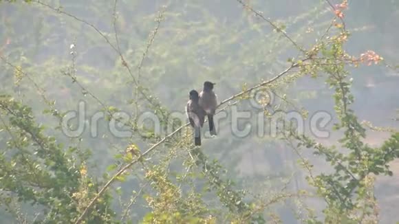 黑头麻雀抱成一团坐在树枝上视频的预览图