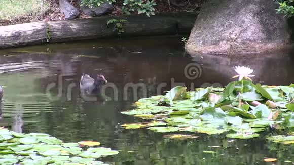 一个沼泽和一个盛开在一个正式的日本风格的花园里的水视频的预览图