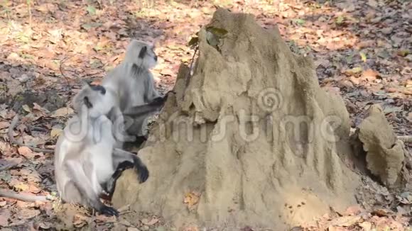 GrayLangur在印度国家公园中也被称为HanumanLangu视频的预览图