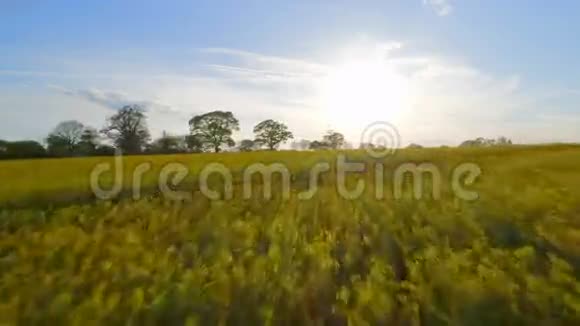 英格兰傍晚时的油菜田视频的预览图