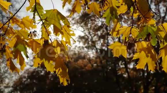 阳光透过秋天的枫叶照耀视频的预览图
