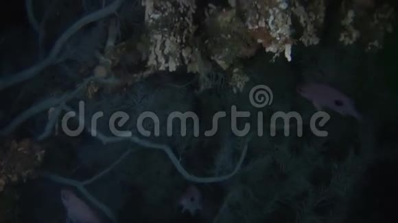 新西兰海底清澈海底背景下的红鱼视频的预览图