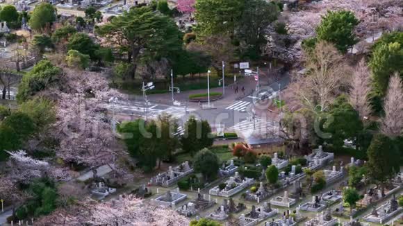 日本东京青山墓园樱花时间流逝视频的预览图