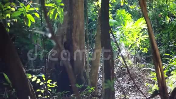 阳光透过雨林的树冠照射1920x1080视频的预览图