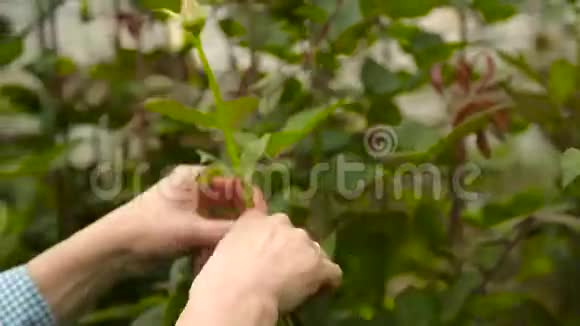 双手从玫瑰花丛中挣脱多余的枝条视频的预览图