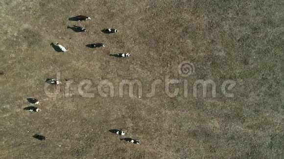 巴西圣保罗农村地区农场牛的俯视图视频的预览图
