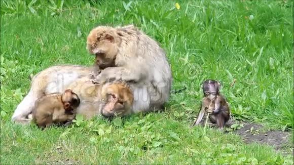 带着孩子的猴子马卡西瓦纳斯视频的预览图