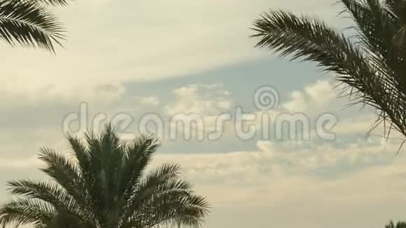 棕榈树天空云时间在早晨流逝视频的预览图
