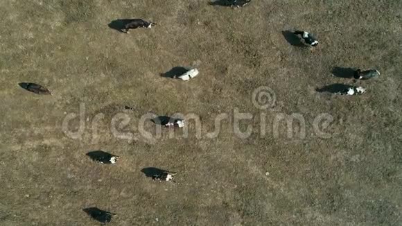 巴西圣保罗农村地区农场牛的俯视图视频的预览图