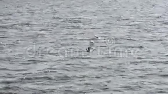 海鸥在海里钓鱼视频的预览图