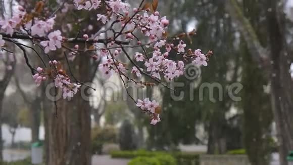 落雪背景上盛开的树枝视频的预览图