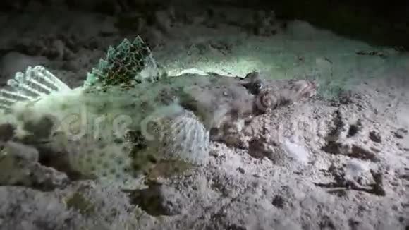 鳄鱼鱼之夜在珊瑚礁红海上寻找食物视频的预览图