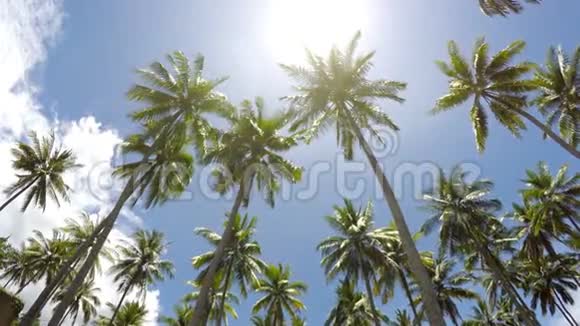 在蓝色太阳的背景下棕榈树的底部景色是移动的白云视频的预览图