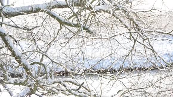 冬天后融化的冰从树枝上掉下来视频的预览图