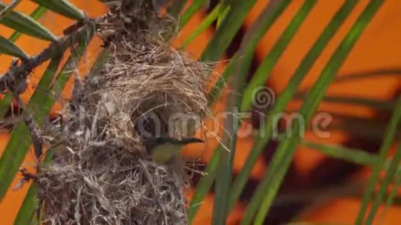 鸟巢中的雌橄榄球鸟颈静脉镜视频的预览图