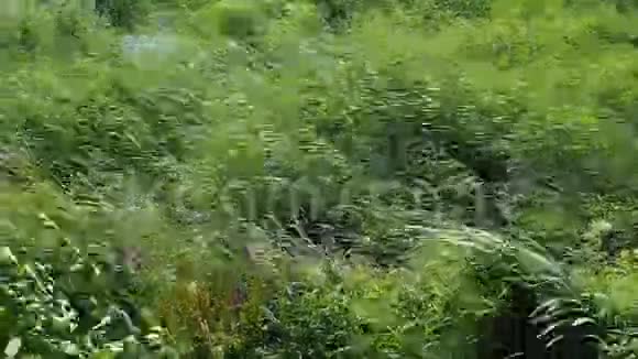 风摇动田野上的草大自然大风视频的预览图