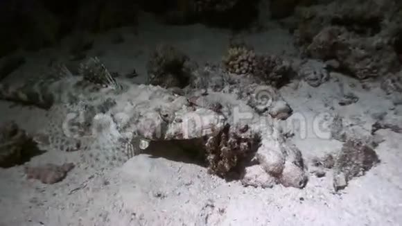 鳄鱼鱼之夜在珊瑚礁红海上寻找食物视频的预览图