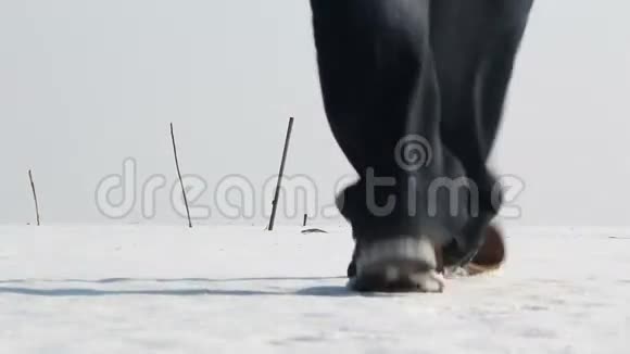 在多瑙河三角洲冰冻的湖面上行走的人视频的预览图