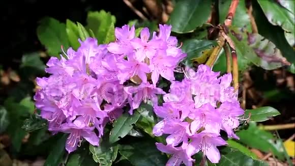 紫鹃花丛上视频的预览图