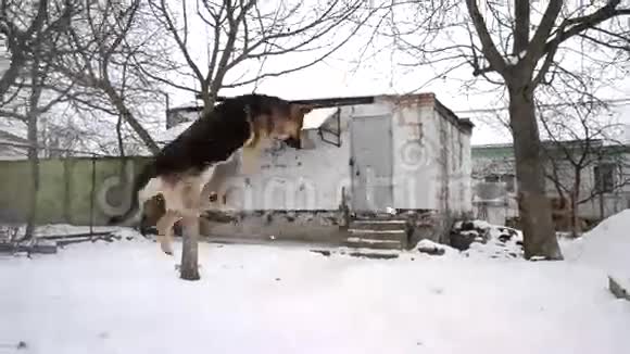 德国牧羊犬在雪地上跳跃视频的预览图