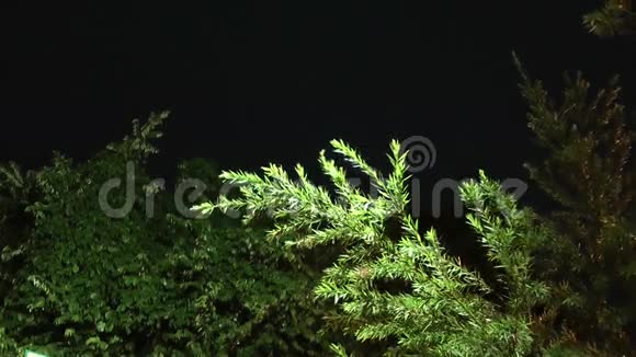 森林的夜景视频的预览图