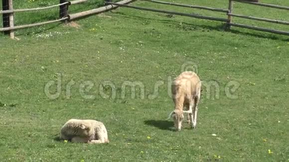 两只羊在草地上吃草视频的预览图