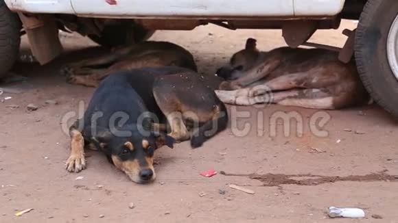 三只狗在果阿街上的一辆车下休息视频的预览图