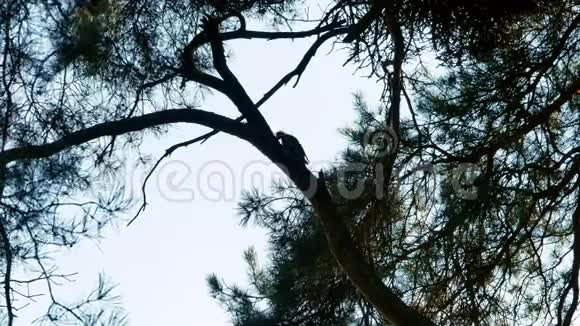 长着五颜六色羽毛的啄木鸟坐在树林里4k视频的预览图
