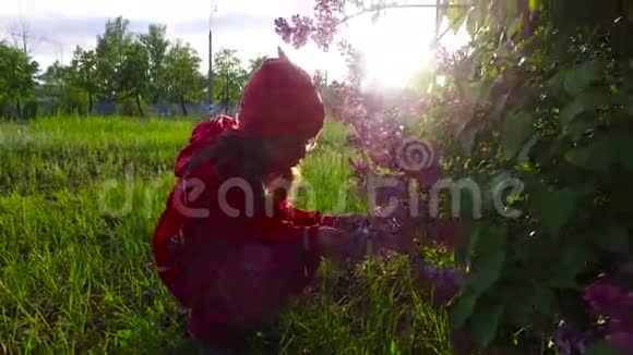 小女孩探索花丁香灌木美丽的阳光明媚的夏日傍晚视频的预览图