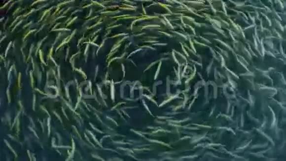 鱼在农场黄色的琥珀中围成一圈游动视频的预览图