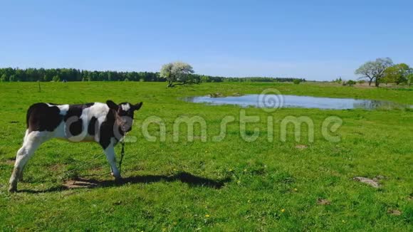 一头牛在池塘附近的草地上觅食视频的预览图