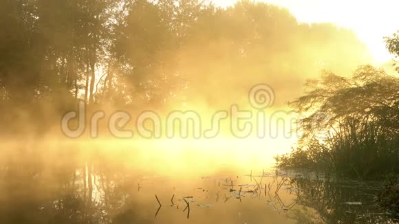黎明时分雾笼罩平静的河流视频的预览图