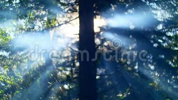 阳光在森林日出中的旋转视频的预览图