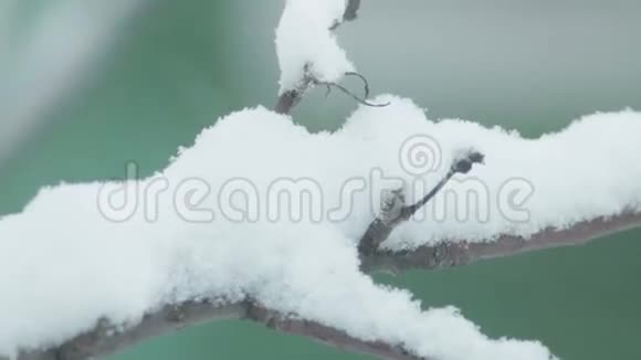 圣诞节冬季雪背景云杉枝视频的预览图